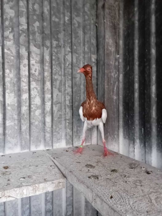 Sroka czerwona samiec