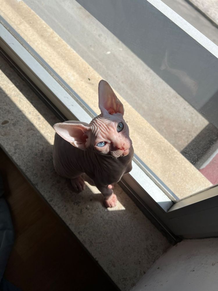 Canadian Sphynx disponivel