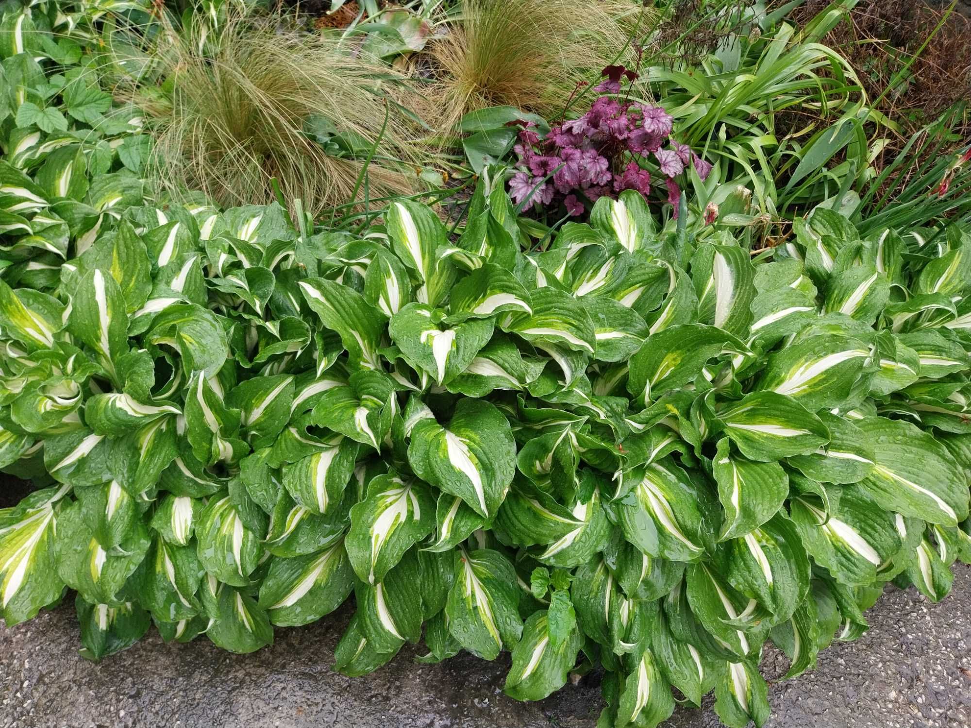 Hosta  funkie bardzo duże 20 sadzonek