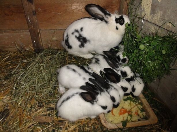 Młode króliki, olbrzym belgijski, srokacz niemiecki, kalifornijski