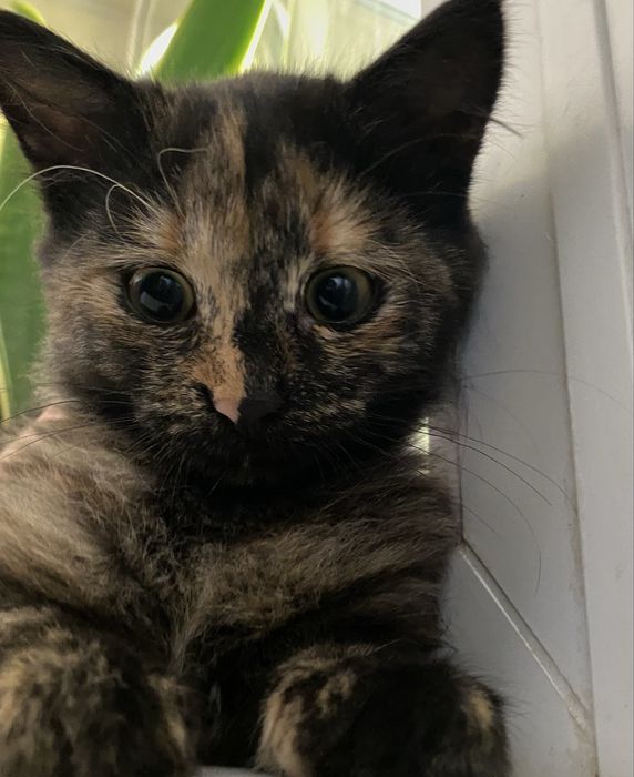 Энергичный котенок ищет дом (девочка)