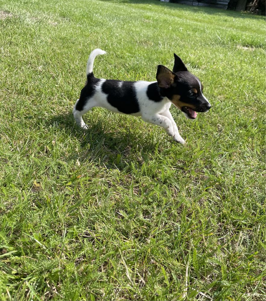 Jack Russell Terrier syczka Bibi