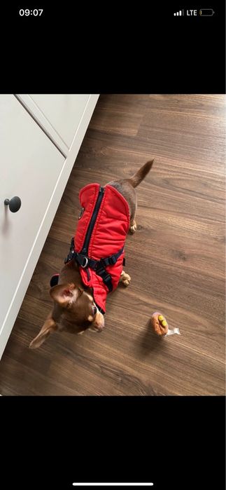 Kurtka z szelkami puppia