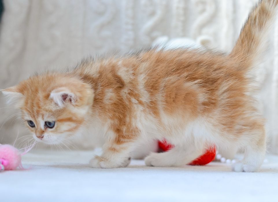 Золотиста дівчинка британка