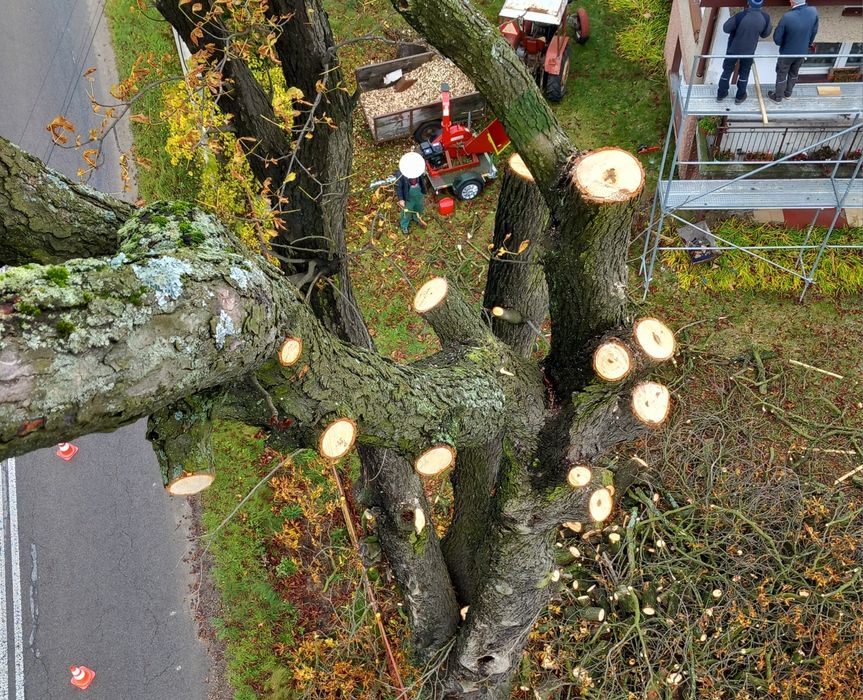 Wycinka drzew usługi rębakiem koszenie czyszczenie kostki