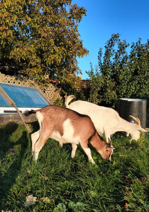 Kózka szuka nowego domu