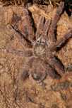 Caribena Laeta Samica