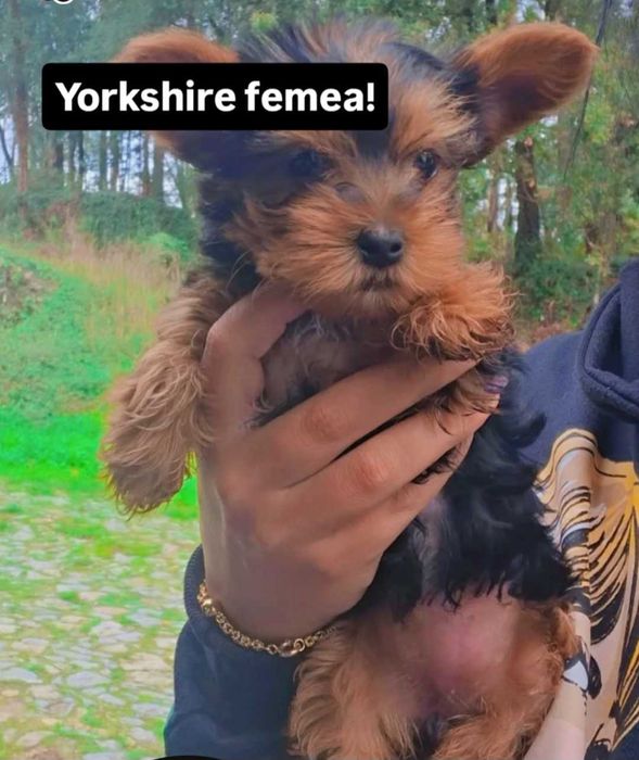Yorkshire terrier femea linda