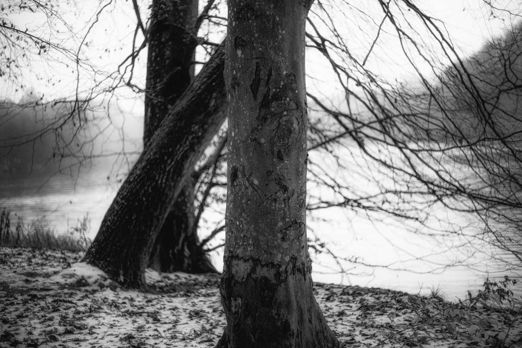 Obiektyw Planar 50/1,8 Rollei HFT Canon RF. Sample