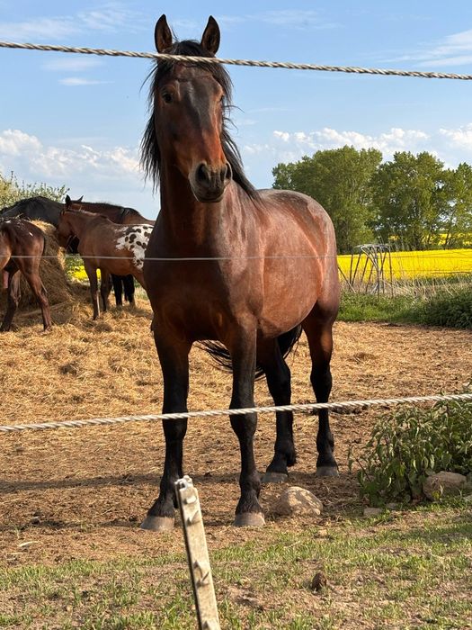 Sprzedam konie OGIERY cena do NEGOCJACJI