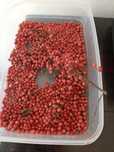 Pimenta rosa para temperar