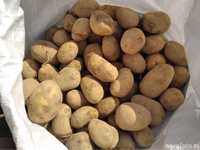 Ziemniaki sadzeniaki Jelly 300kg