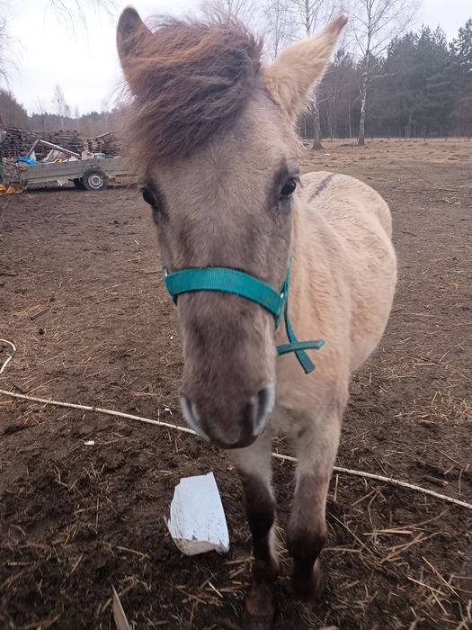 Konik polski Ogierek