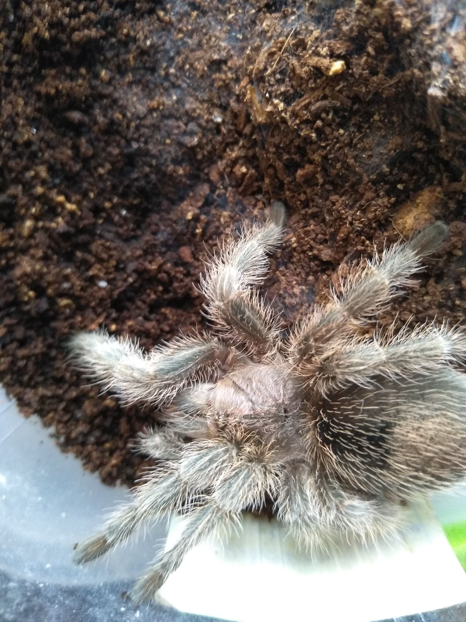 Grammostola porteri female L7-8