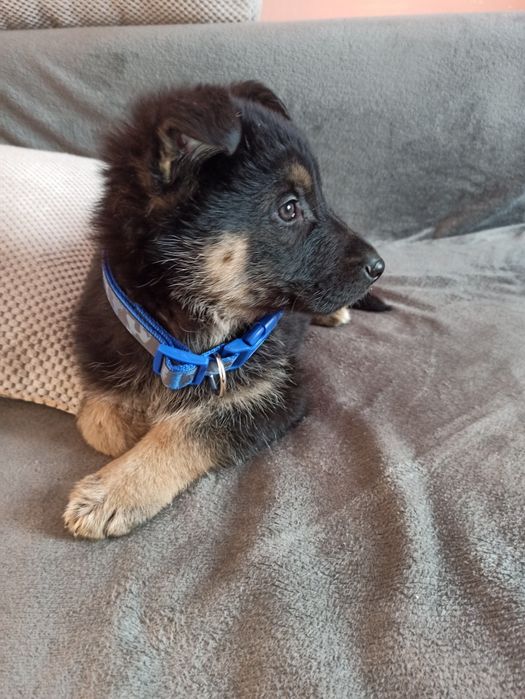 Owczarek niemiecki do adopcji