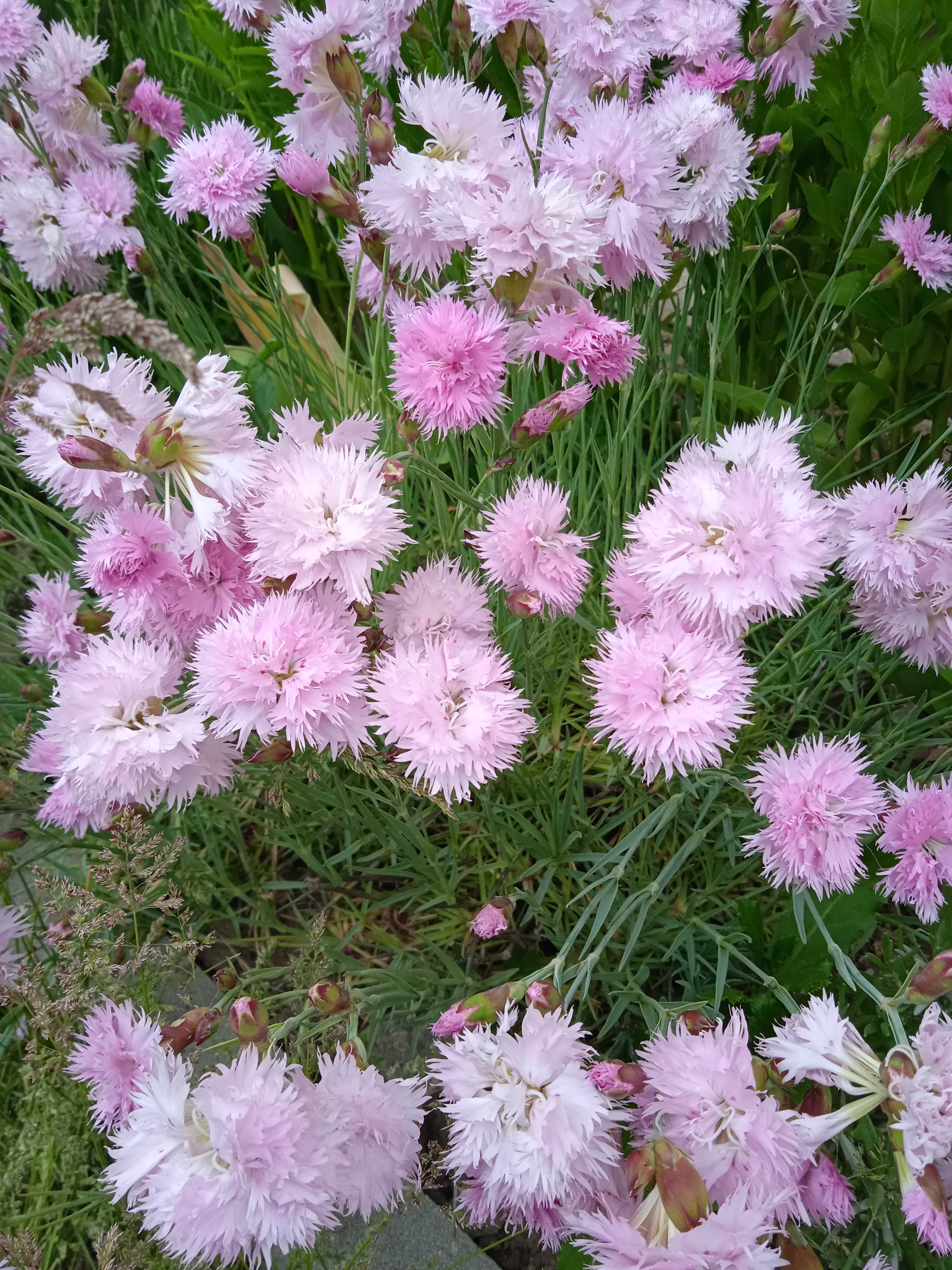 Цветы многолетники сентябринки морозец хризантема гвоздика мускарики