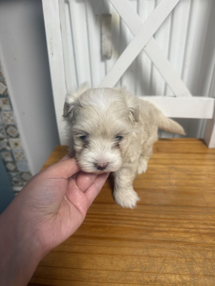 Maltipoo sunia juz do odbioru tata pudel toy badania