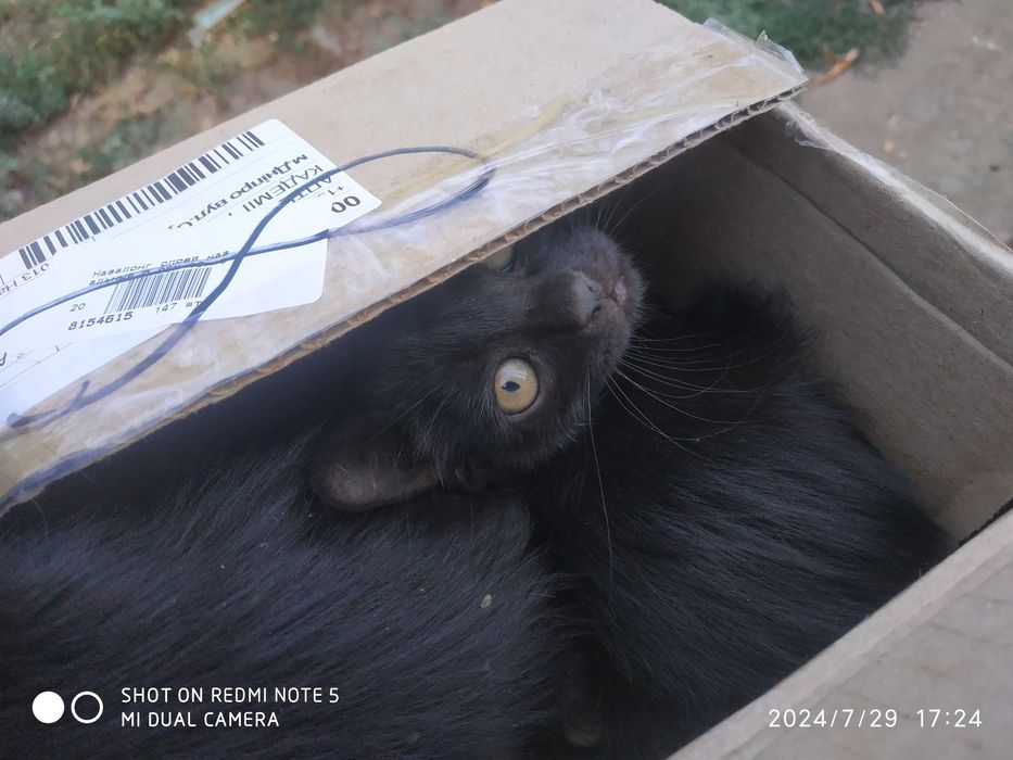 Чорні пантери в добрі руки!