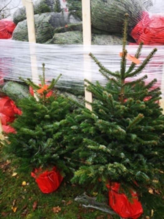 Jodła kaukaska w donicy