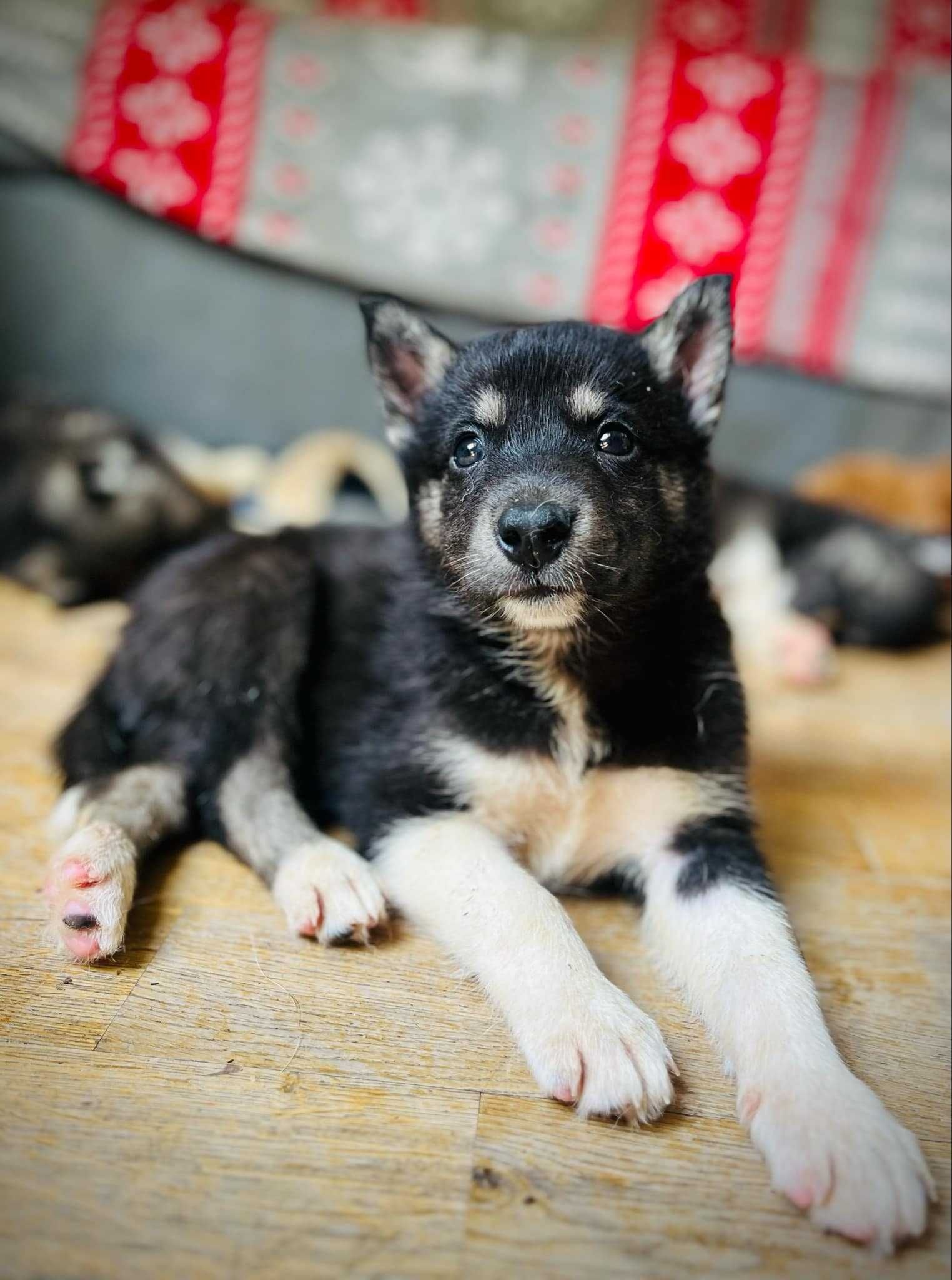 Siberian Husky WENA czarna piękność do kochania i biegania