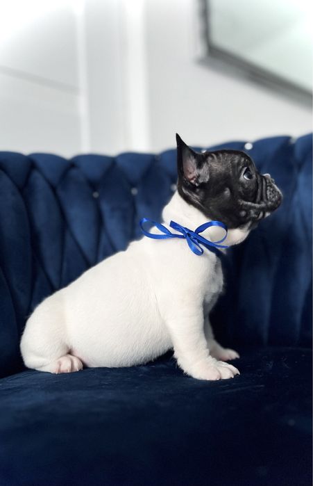 Piesek buldog francuski