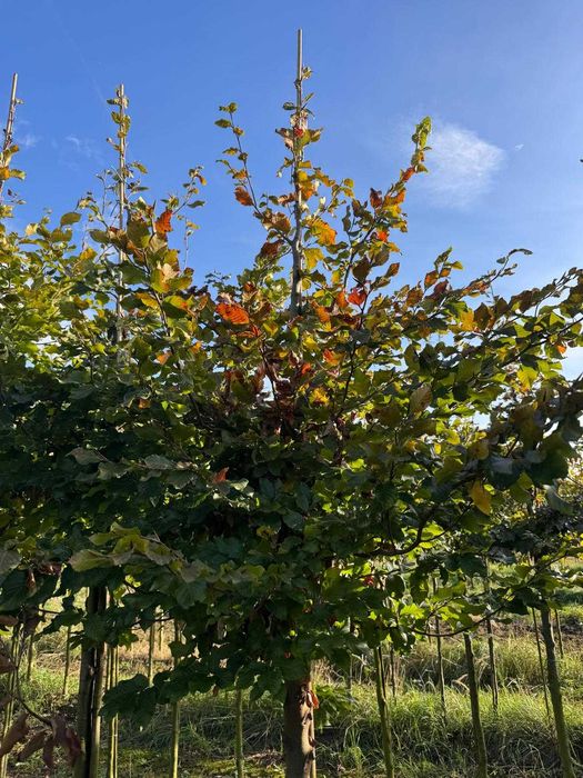 Buk pospolity 8-10, 10-12, 12-14, 14-16