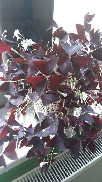 Zamienię kwiatki domowe