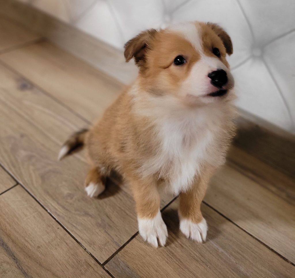 Border Collie piesek