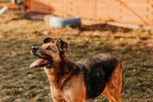 Aresana- miła, optymistyczna sunia poleca się do adopcji!!!