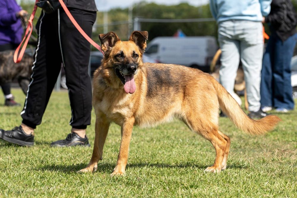 Suczka w typie owczarka niemieckiego do adopcji