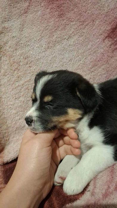 Oddam sunie w dobre ręce