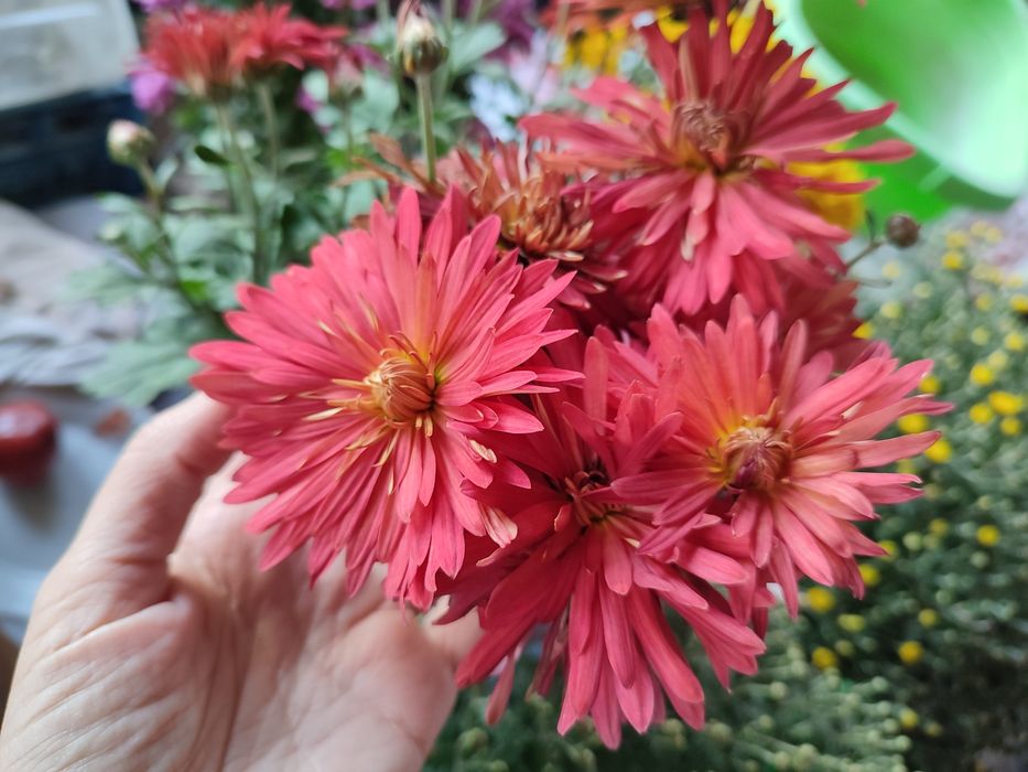 Хризантеми - високі, мультифлори, кущові, букетні