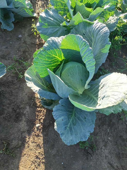 kapusta biała, burak ćwikłowy podłużny, okrągły, buraczek ćwikłowy