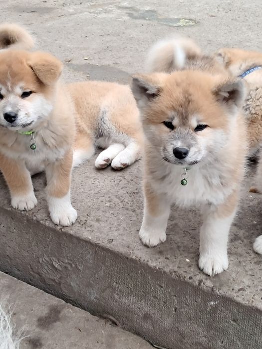 Акіта -іну хлопчики та дівчатка
