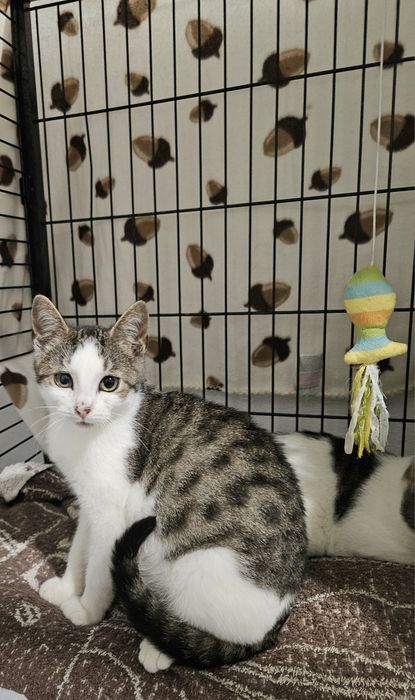 Kotki do adopcji, kot, kociak, kotek