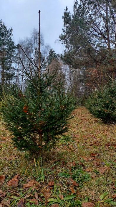 Żywe choinki na święta