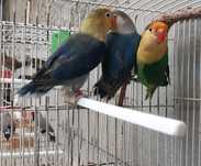 Agapornis Fischeri