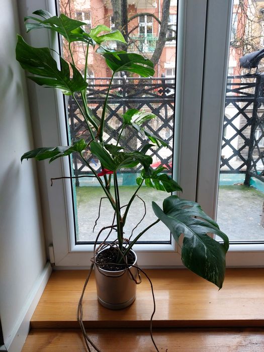 Monstera Albo w glinianej doniczce.
