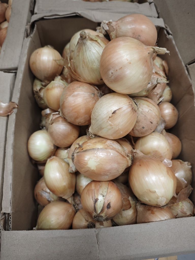 Cebula jest głową wszystkiego, ponieważ pomaga eliminować choroby