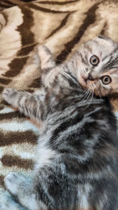 Шотландские котята