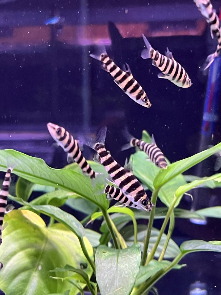 Poziomnik pręgowany (leporinus faciatus) MASSON