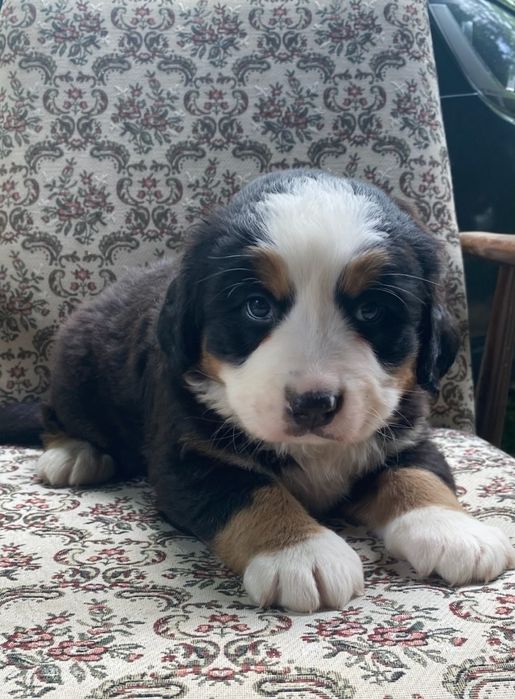 Bernenski pies pasterski trikolor