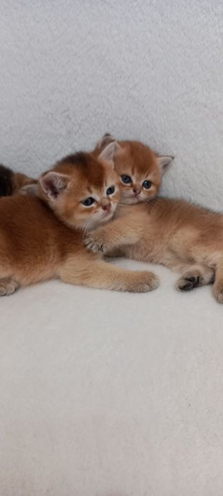 Шотландские котята .Золотая тикированная шиншилла ny 25..