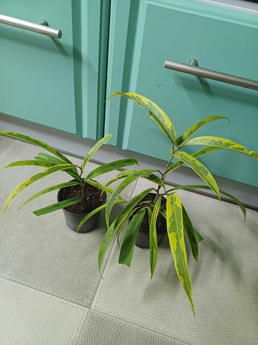 Фикус Амстел Голд  Амтел Кинг Голден Кинг Али Сансевиерия