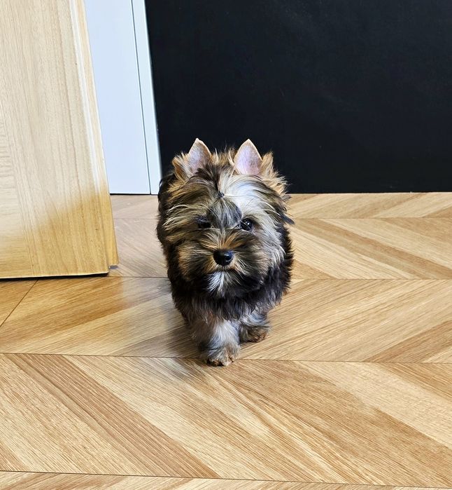 Cudowny misiowaty piesek Yorki Ocean Pearl czekoladowy York