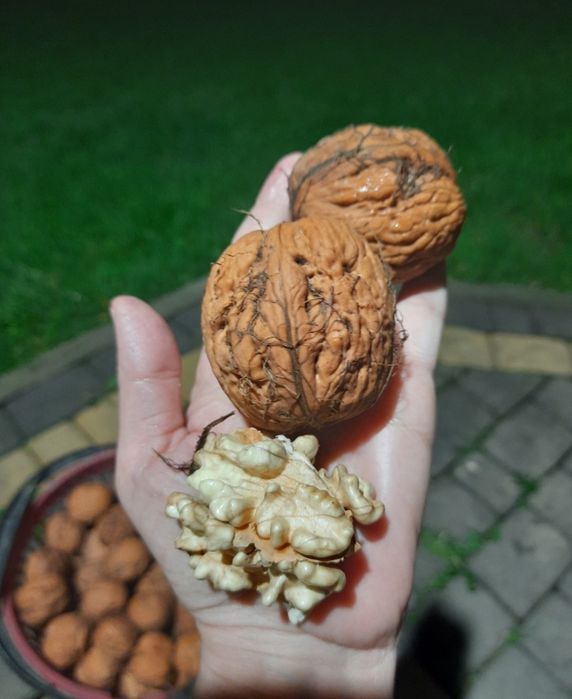 Orzechy włoskie Jacek 2kg