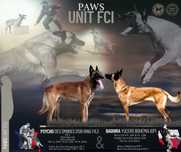 Zapowiedź miotu Owczarek Belgijski  Malinois FCI