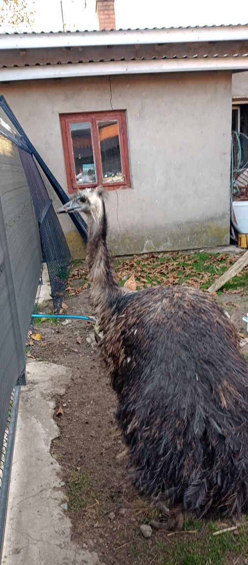 Wesoły struś emu