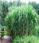 2sz  duza karpa trawy Miskant Gigantyczny Floridinius Giganteum 5 szt