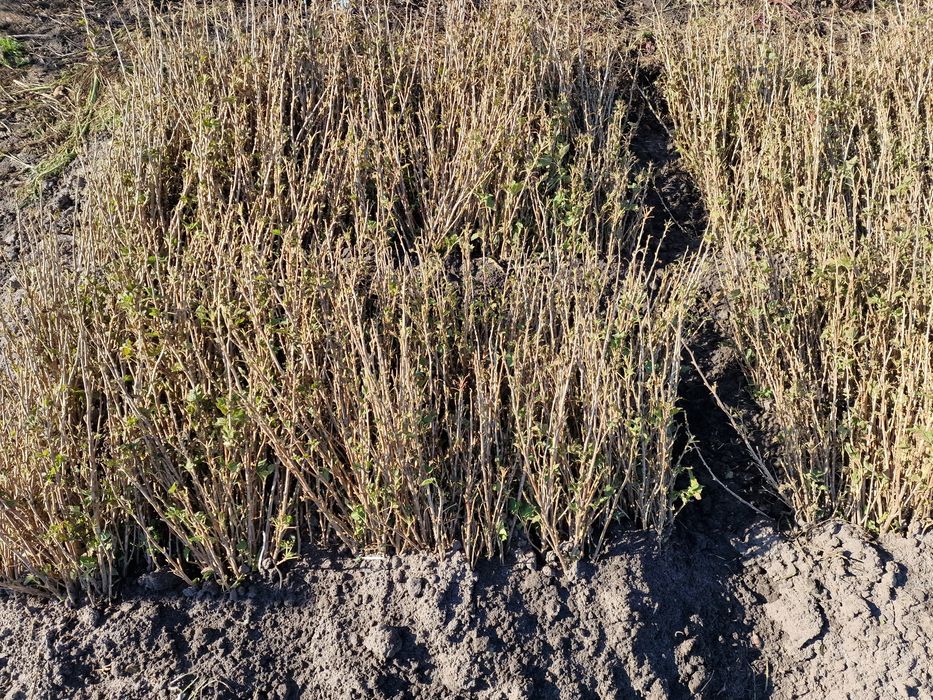 Nadmiar porzeczki czarnej odmiany gofert